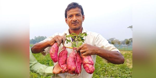 কৃষিতে নতুন সম্ভাবনা বাউ মিষ্টি আলু-৫